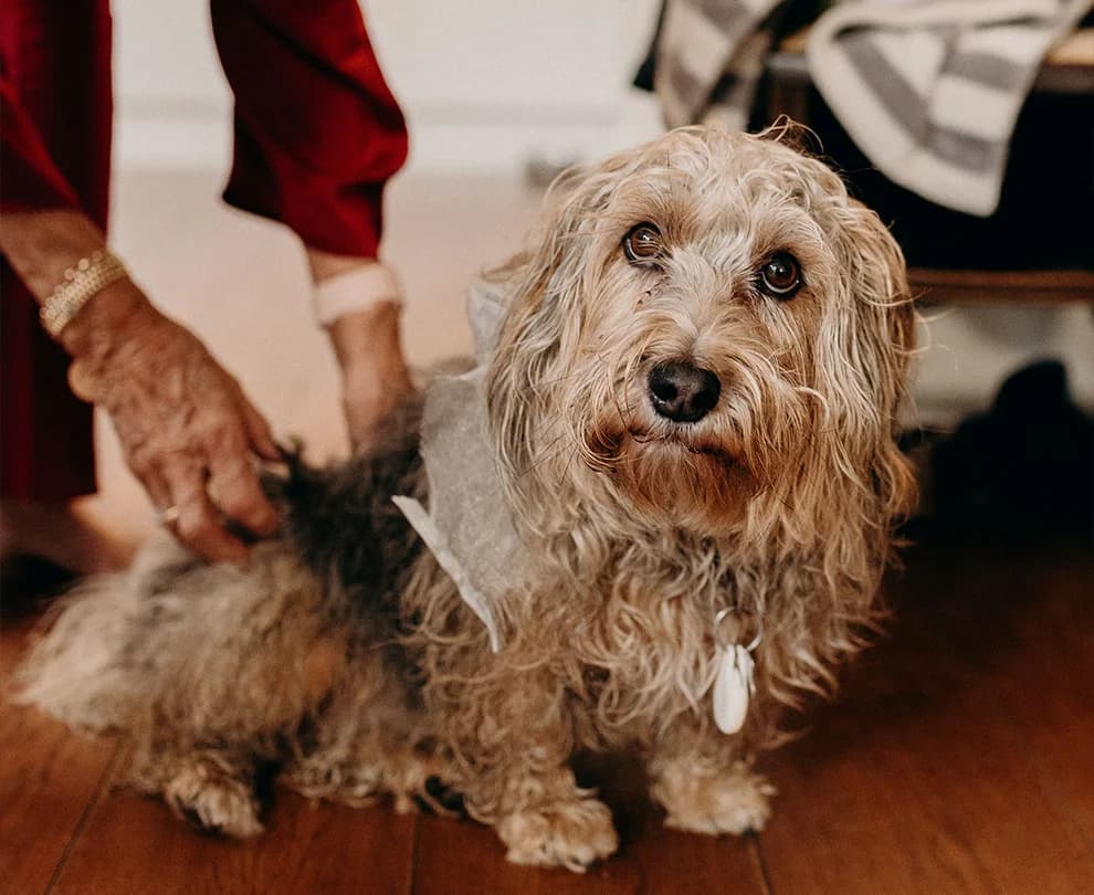 Small dog looking 