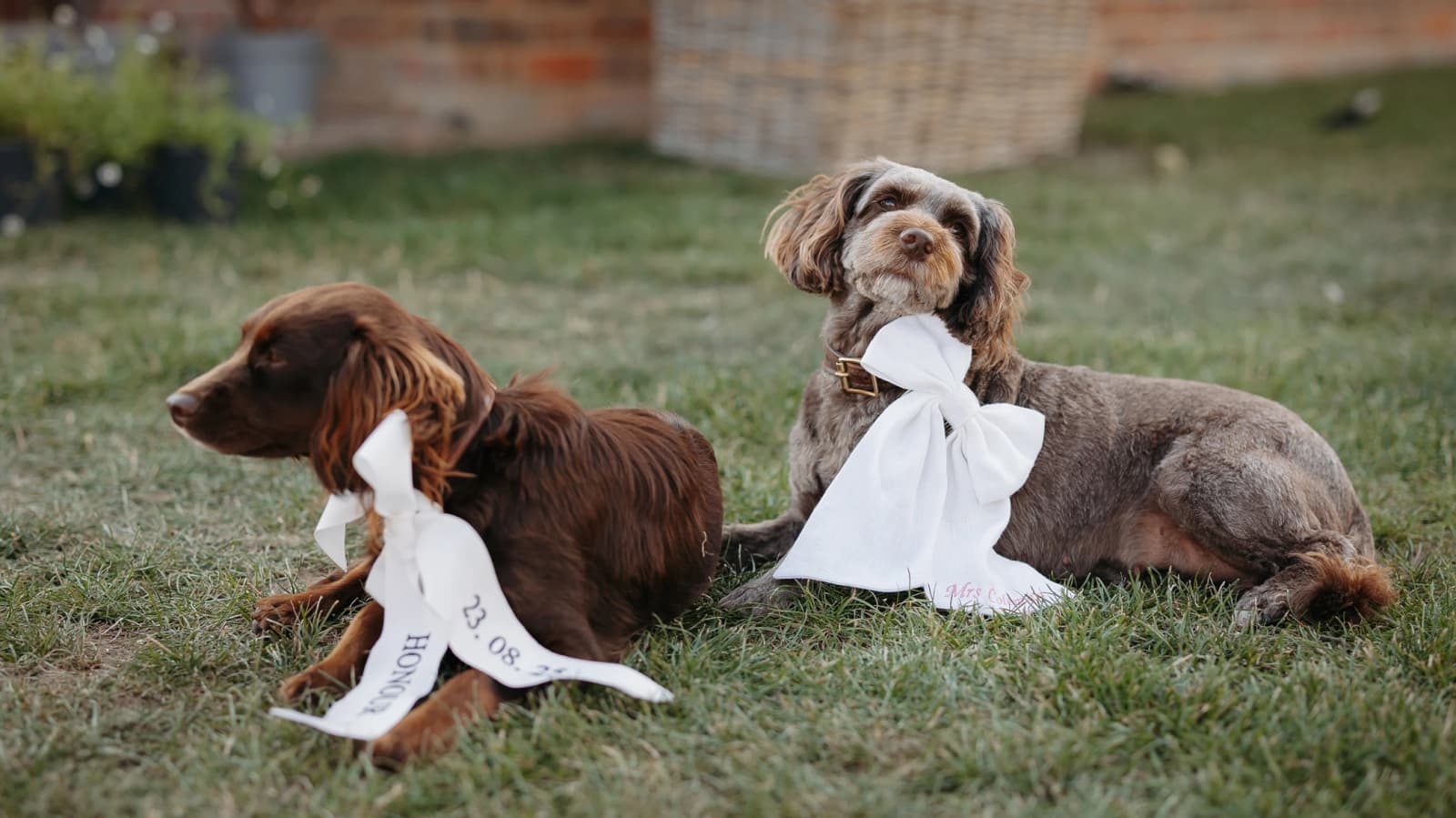 Wedding dogs wearing personalised bows and ribbons featuring the couple's names and wedding date