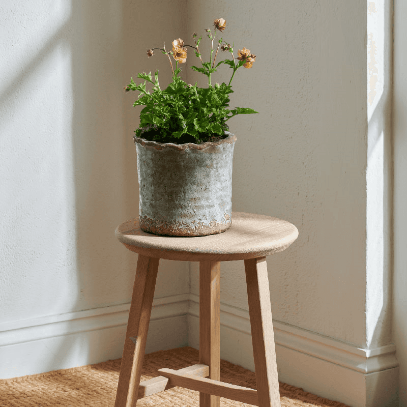 Broseley Pot, Moss