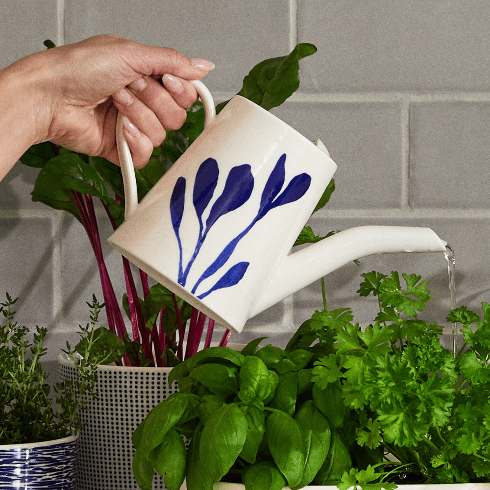 Pacific Watering Can, Blue