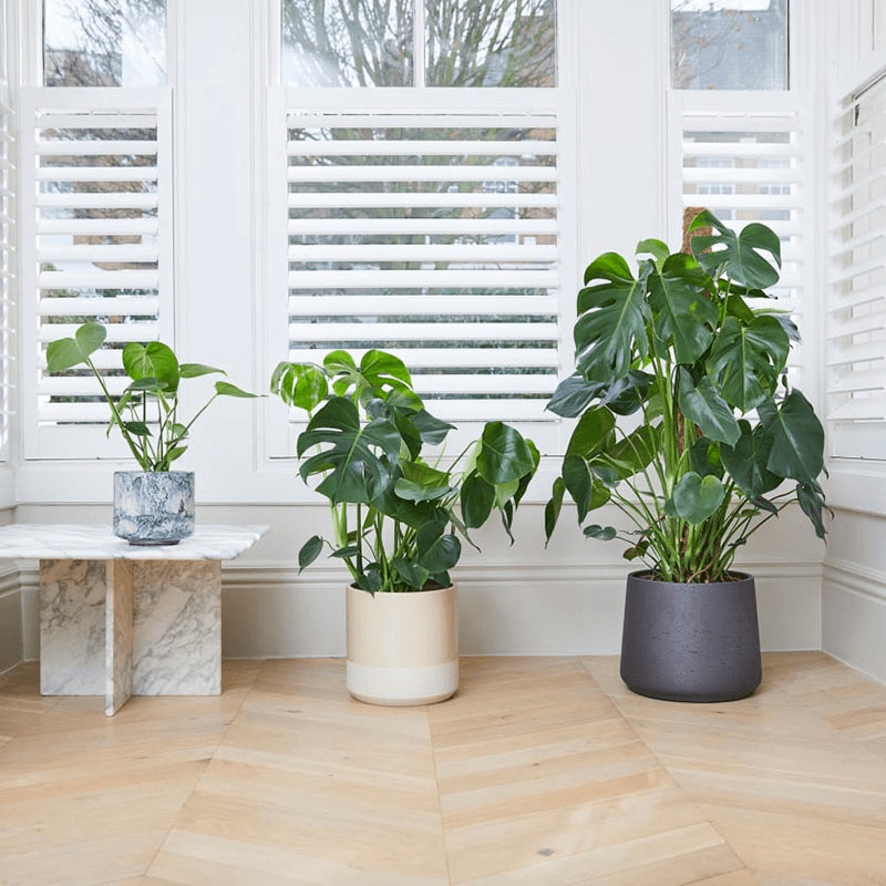Chaz the Swiss cheese plant with charcoal clay pot, 28 x 130cm