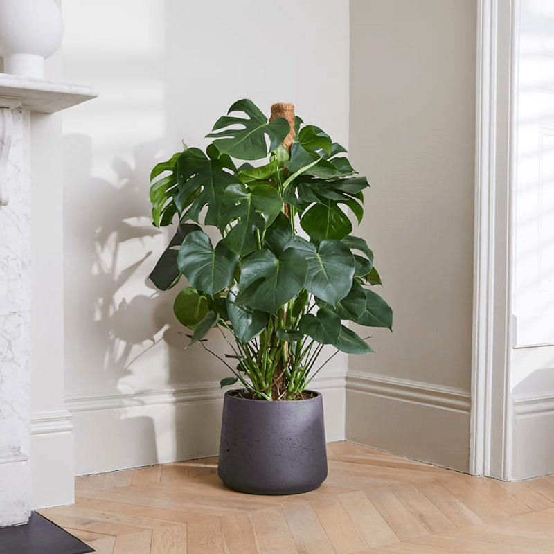 Chaz the Swiss cheese plant with charcoal clay pot, 28 x 130cm