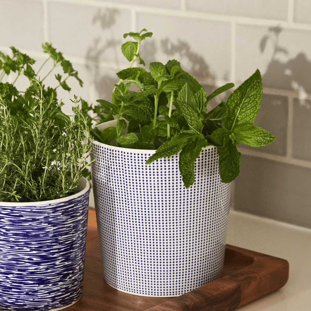 Pacific Planter
