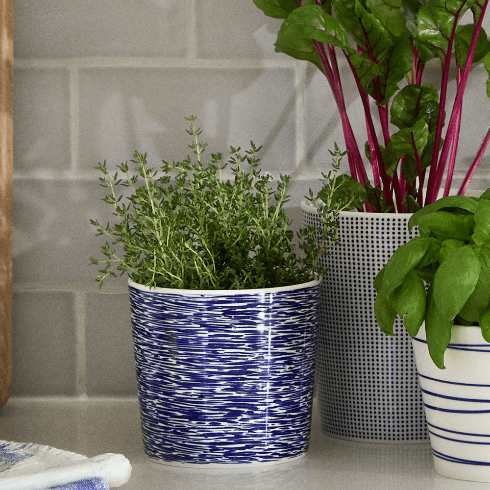 Pacific Planter