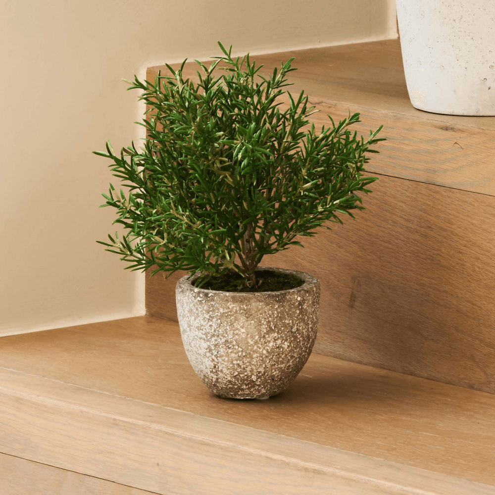 Rosemary Bush in Clay Pot, Grey