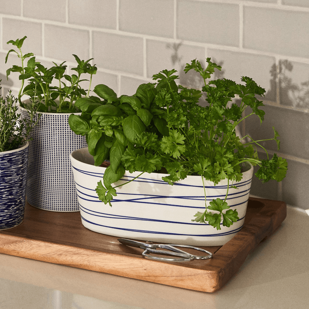 Pacific Planter
