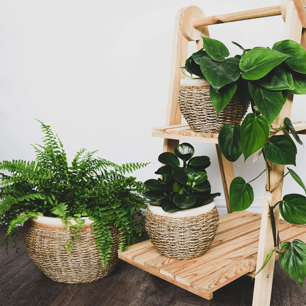 Seagrass Set of 2 Pot Covers, Natural