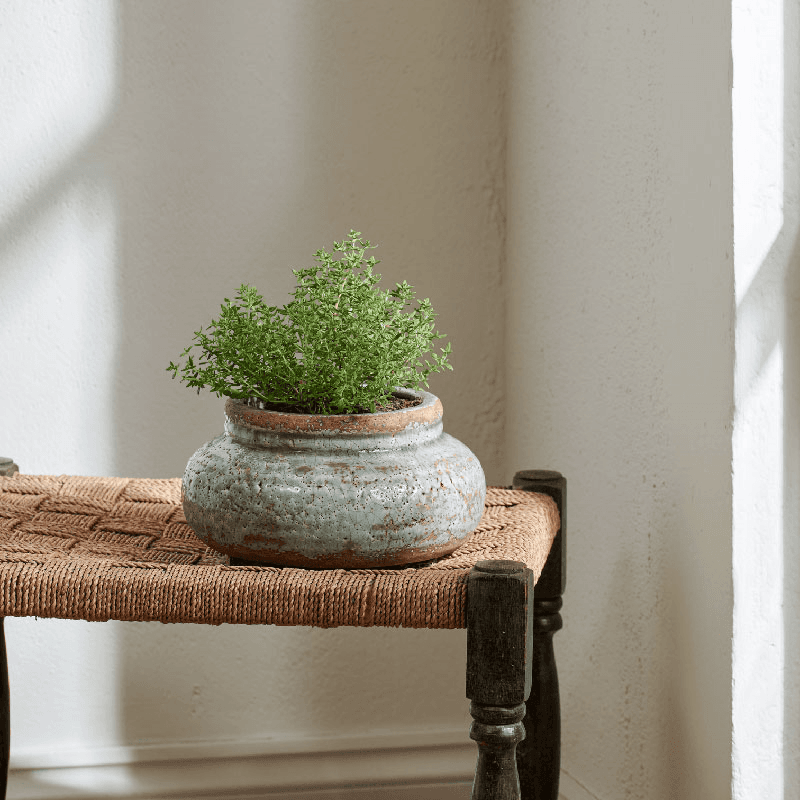 Broseley Pot, Moss