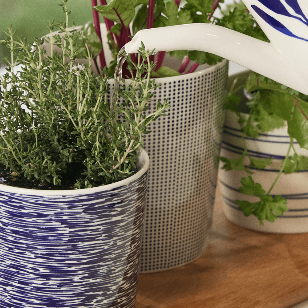 Pacific Planter
